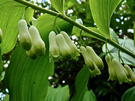 solomon's seal varieties